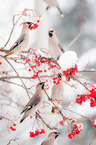 Waxwings Feeding