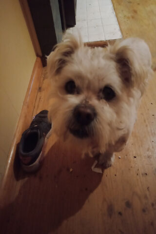 Paw-sitive Vibes: Your Mum Is Calling!