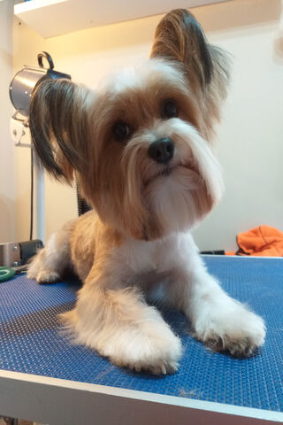 Charming Yorkie: The Little Heartbreaker 🐾❤️