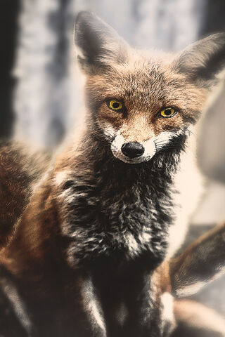 The Mysterious Spirit of the Forest 🌲🦊