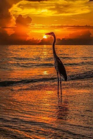 Sunset Serenity: A Moment of Reflection