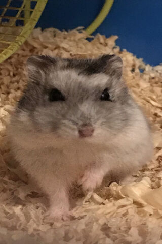 Hamster Happiness: A Furry Friend's Day