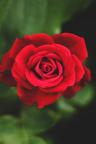 The Beauty of the Hunt: A Rose Among Thorns 🌹