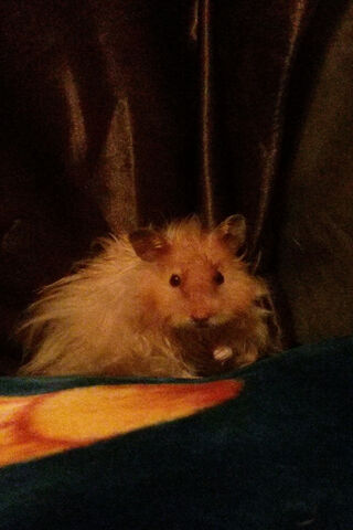 Hamster Haven: A Furry Friend's Cozy Corner 🐹✨