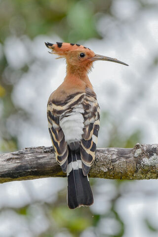 The Colorful Hoopoe: Nature's Little Marvel! 🦩✨