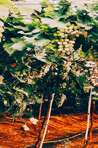 Grapes of Delight: A Lunch Man's Harvest 🍇