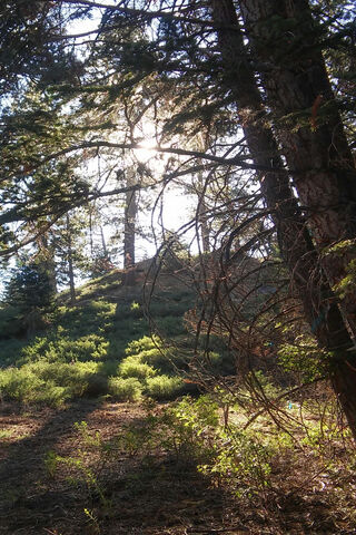 Whispers of Tomoe: Nature's Embrace 🌲✨