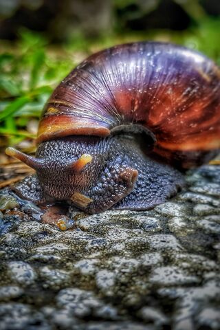 The Slow Showdown 🐌⚔️