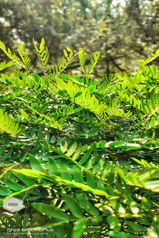 Lush Greenery: Nature's Anime Vibes 🌿✨