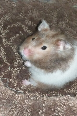 Hamster Happiness: A Furry Friend's Delight! 🐹✨