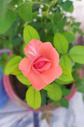 Blossoming Strength: A Rose Among Thorns 🌹✨