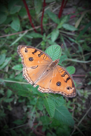 Naruto: The Butterfly of Transformation 🦋✨