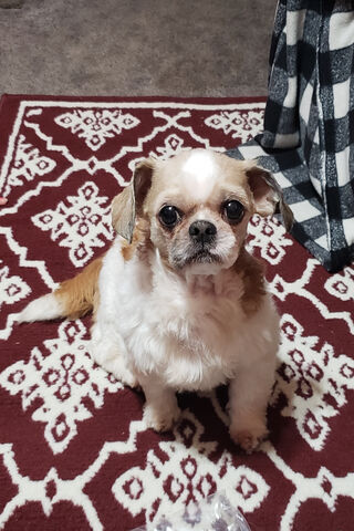 Shino Aburame: The Adorable Companion 🐾