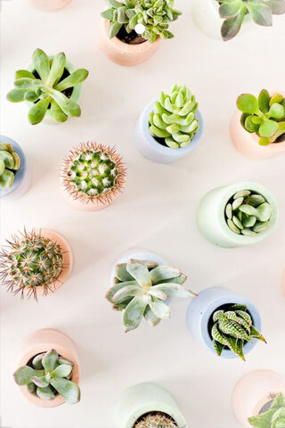 Succulent Serenity: A Green Oasis 🌿