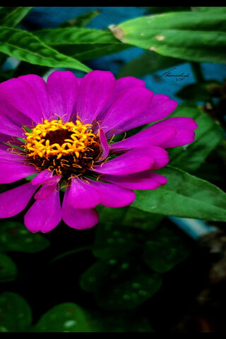 Vibrant Blooms: Nature's Masterpiece 🌸✨