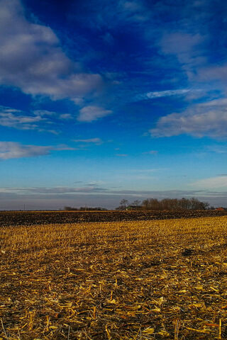 Golden Horizons: A Nature's Canvas 🌾🌤️