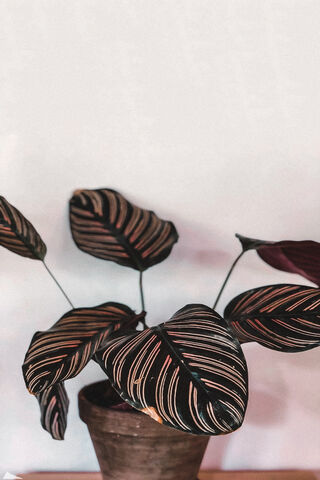 Tropical Elegance: The Striking Calathea