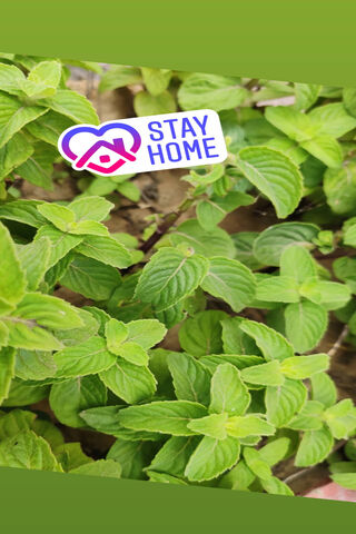 Stay Home Stay Safe