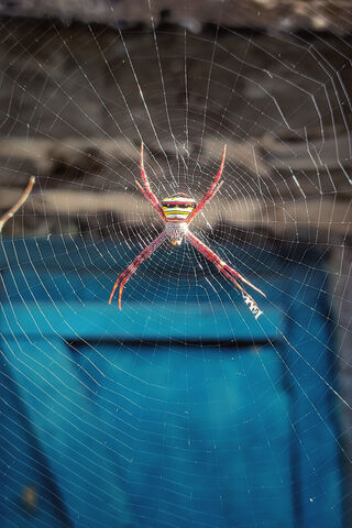 Nature's Intricate Artistry: The Spider's Web