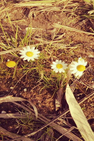 Daisy Delight: Nature's Simple Beauty 🌼✨