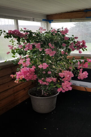 Blooming Beauty: A House Plant Haven 🌸🏡