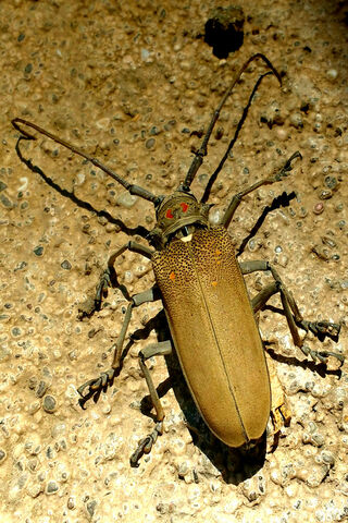 The Majestic Longhorn Beetle 🐞✨