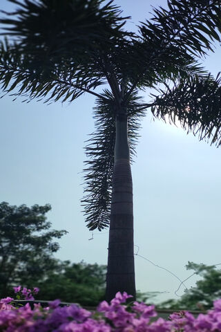 Galactic Palm: Nature's Cosmic Wonder 🌌🌴