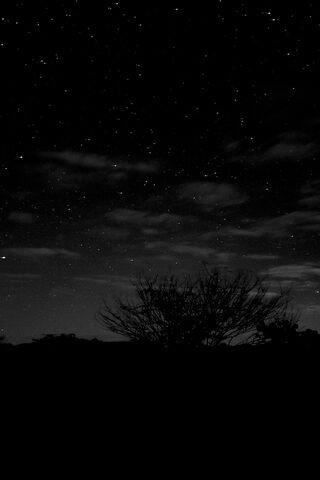 Noite Estrelada