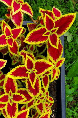 Vibrant Splendor: The Planted Sd