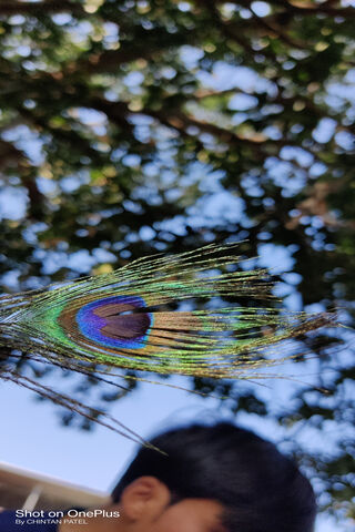 Peacock Feather