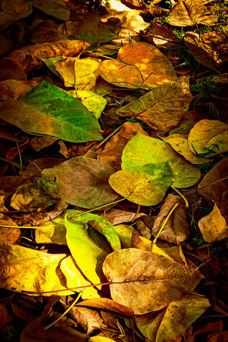 Whispers of Autumn 🍂