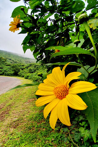 Golden Blooms of Girasol 🌼✨