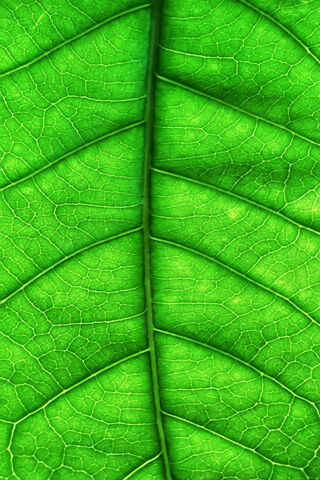 Nature's Vibrant Canvas: Leaf Green 🍃