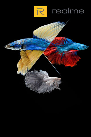 Mimi Chaterjee: The Colorful World of Betta Fish 🎨🐟