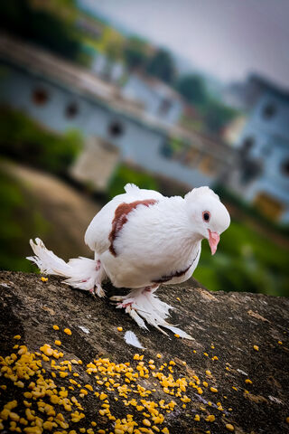 The Majestic Pegion Bird: Nature's Feathered Beauty 🕊️✨