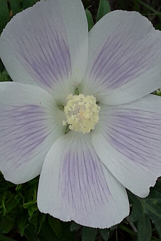 Whispers of the Pale Wildflower 🌸✨