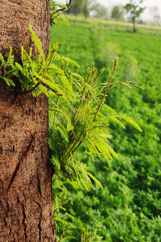 Nature's Embrace 🌿