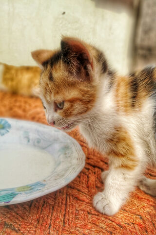 Curious Whiskers: A Kitten's Adventure 🐾🥛
