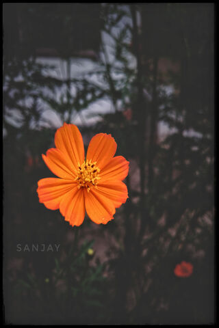 Vibrant Essence of Kerala 🌼