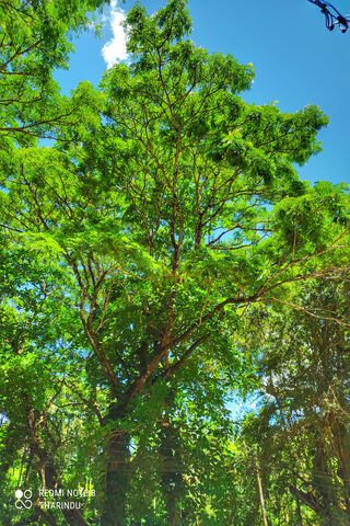 Verdant Serenity: A Glimpse of Nature's Embrace 🌳✨