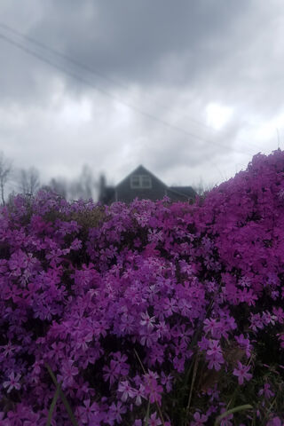 Whispers of Spring 🌸🌧️