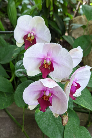 Elegance in Bloom: The Orchid's Charm 🌸✨