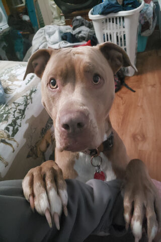 Pittie Love: A Heartfelt Gaze 💖