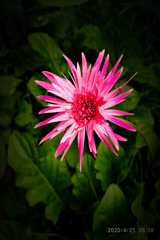 Pink Sunflower