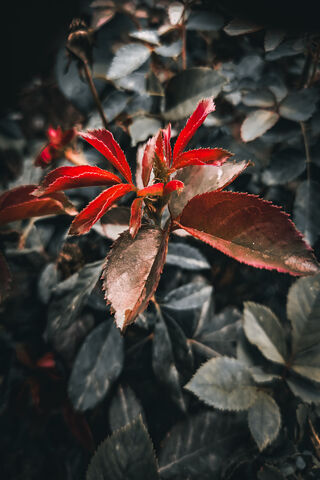 Nature's Palette: A Touch of Red 🌿❤️