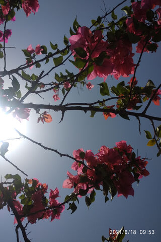 Sky Petal Bliss 🌸☀️