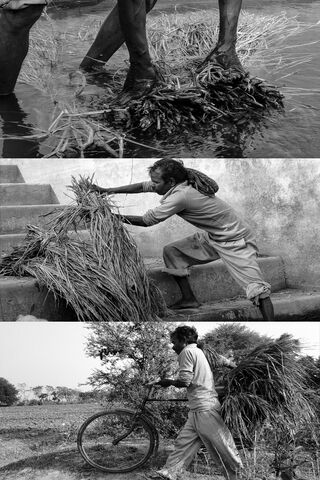 Kishan: The Heart of Harvest 🌾