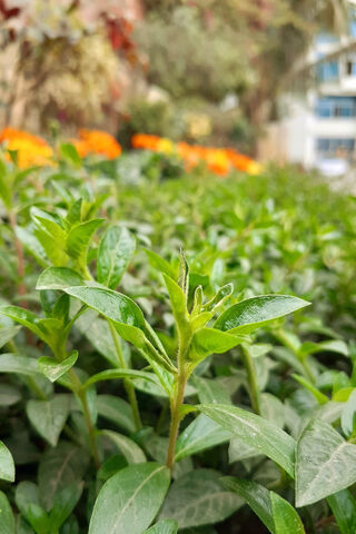 Nature's Resilience: A Fresh Start 🌱