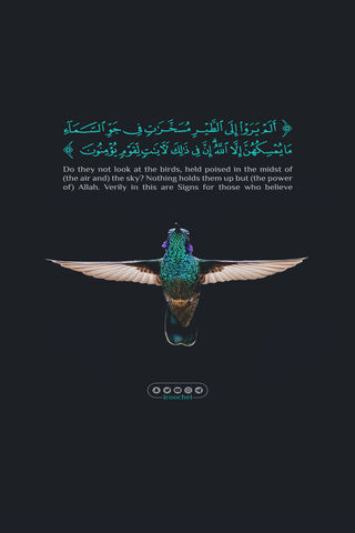 Wings of Wonder: The Roche Design Experience