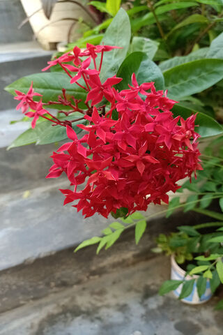 Vibrant Blossoms: The Beauty of Naushad Khan